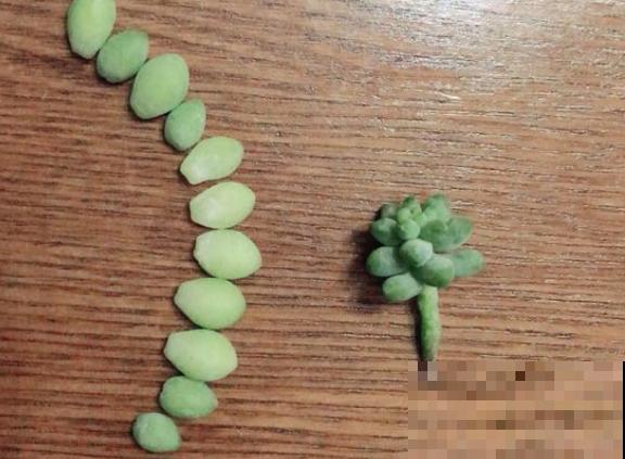 这种多肉，叶子圆鼓鼓的像葡萄，俩月就能挤满盆！