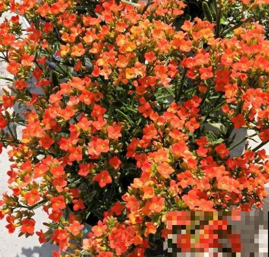 长寿花品种那么多，你却只认识一两种，太可惜了！