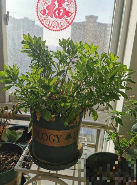 想让家里花疯狂开放，一把小剪刀就解决难题，赶紧学学吧！
