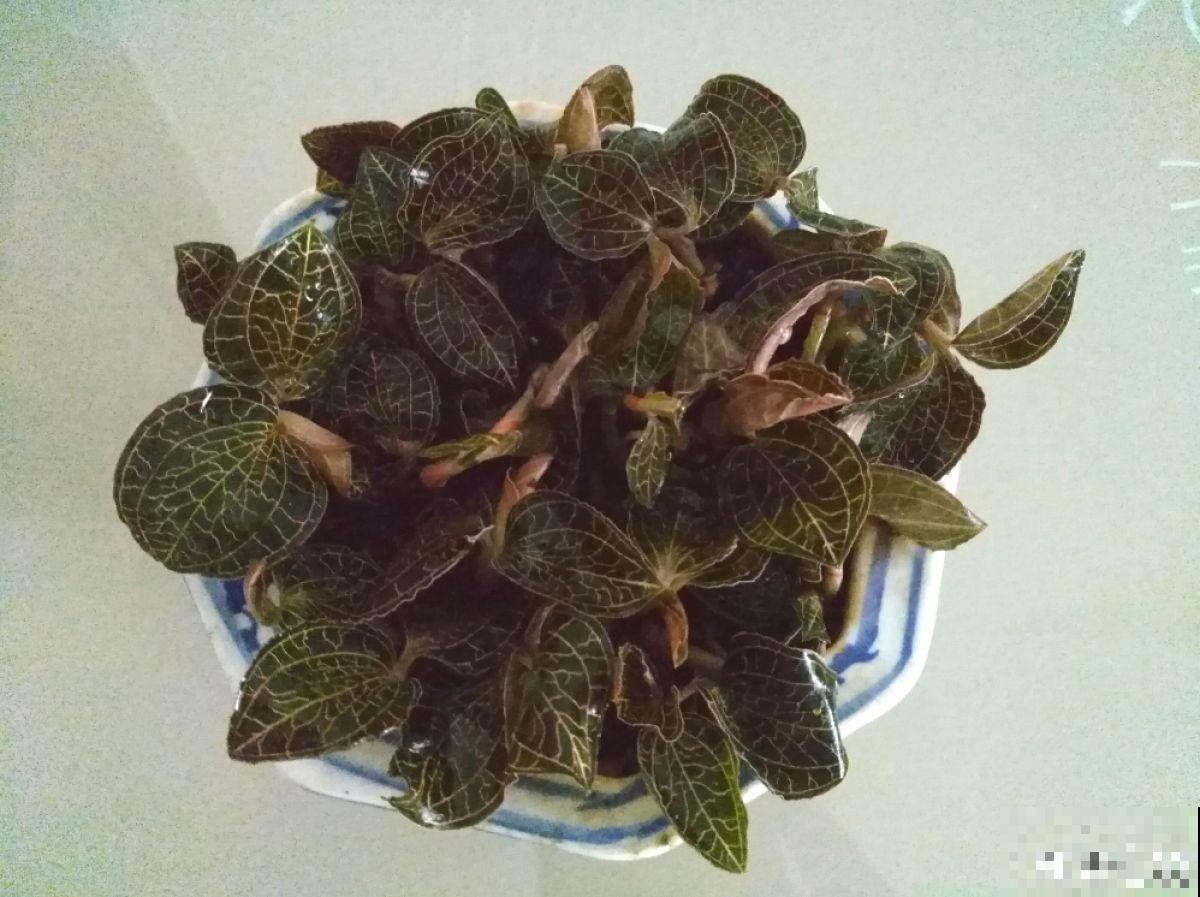 这种草被称为“草中黄金”，农村山上就有，还能泡茶喝