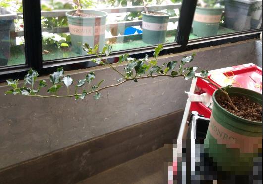 三角梅拉根枝条捆一捆，普货立马变精品，价值翻倍！