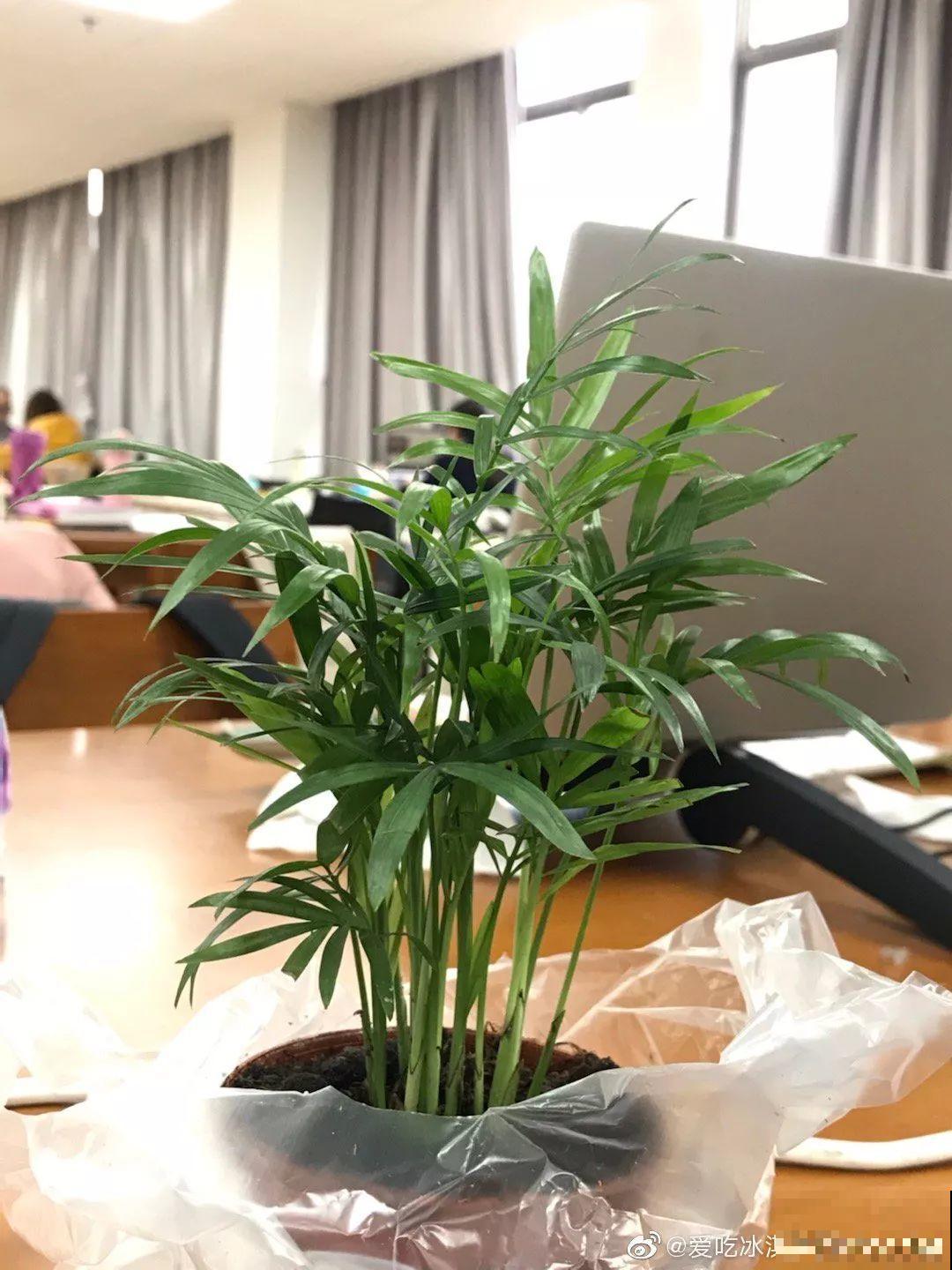 这花就用小盆养，盆越小越开花，比大盆更值钱！