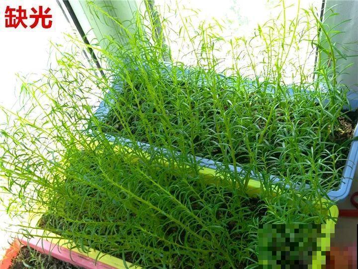 花变成这样，立马剪撒点粉，否则撑不过7天！