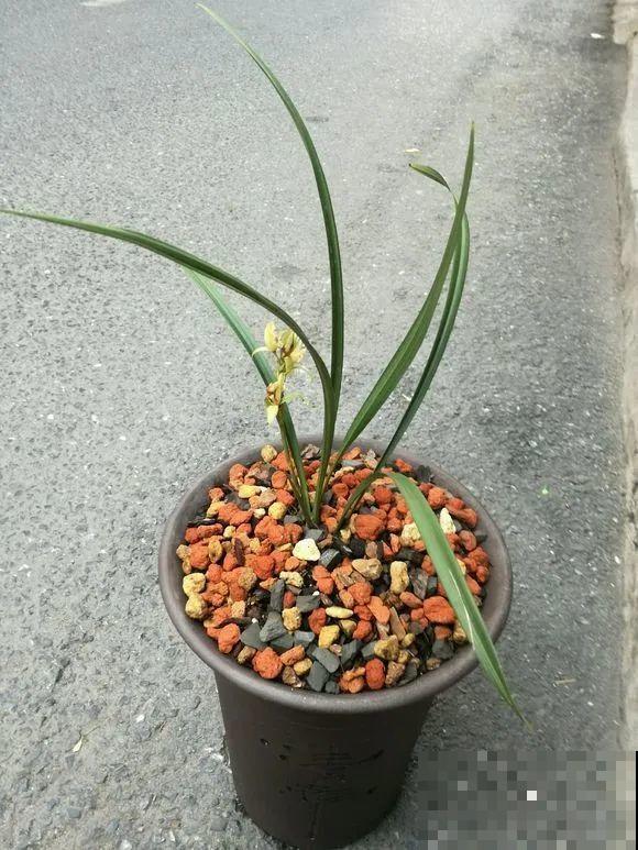 1棵长寿花，冒出124个花箭，开花开成大锅盖，咋养的？