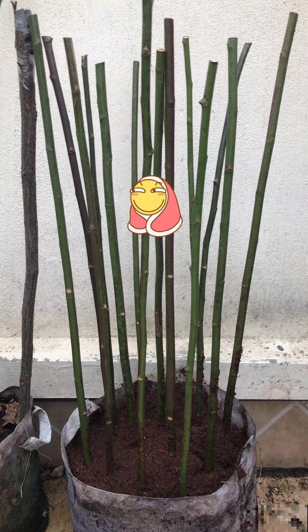3棵茶花绑一绑，1年变成大老桩，懒人也能养成！