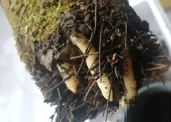 这3种肥料，月季盆里加一点，蹭蹭冒芽还不招虫！