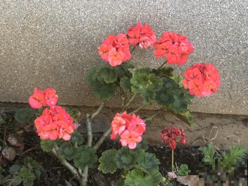 特能爆盆的花，揪个叶子插土里，1盆能让阳台变花园