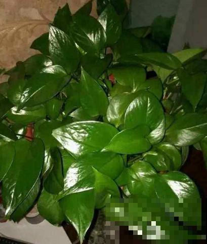 你家花总是面黄肌瘦？就因为不给它搓澡，赶紧拿抹布上阵！