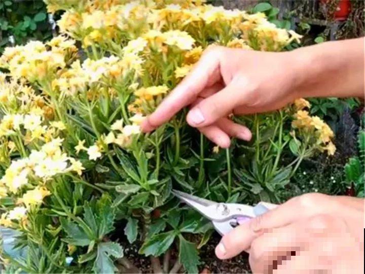 过完年，这花赶紧修剪、扦插，还能再开一茬！