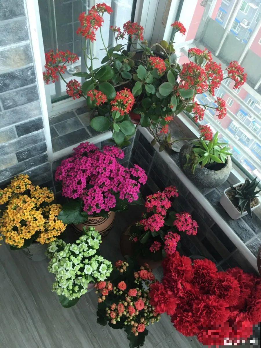 开完花的蟹爪兰，叶子摘一摘，放在梳子上遇水就生根！