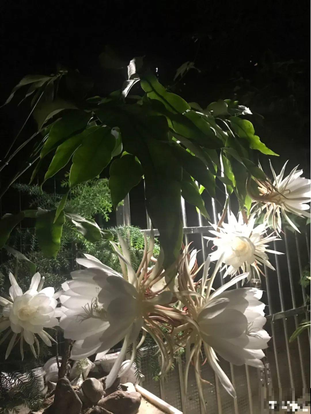 家里没菜了，我把这花炒了吃，老妈气得要打人！
