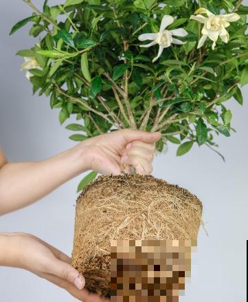 春天给花换盆，遇到这3种情况不能换，换了你会后悔的！