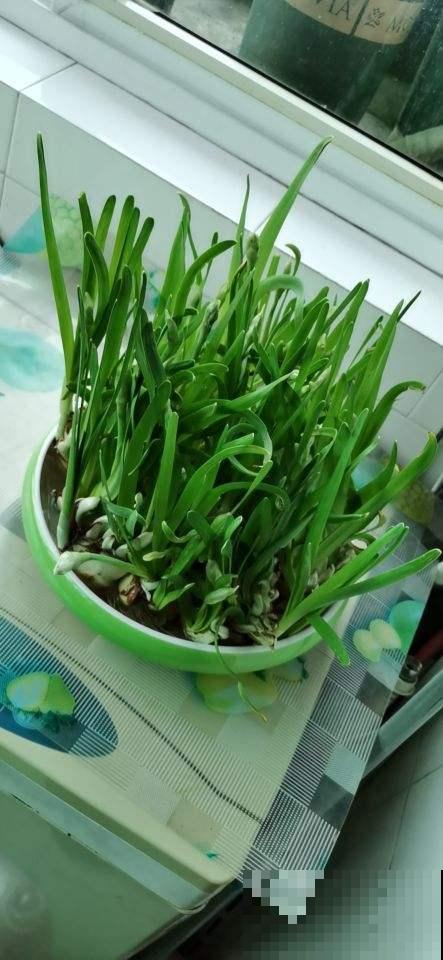 这种年宵花，就得狠心剪，3天冒出8朵花
