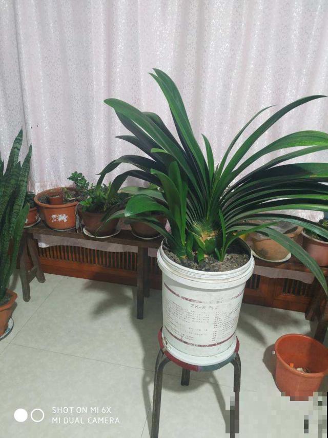 “5种”动物粪便，拿来给花做底肥，花吃了蹭蹭长