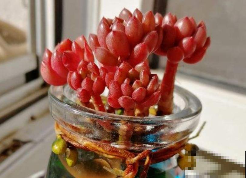 6种多肉最招财，新年养一盆，财运滚滚来！