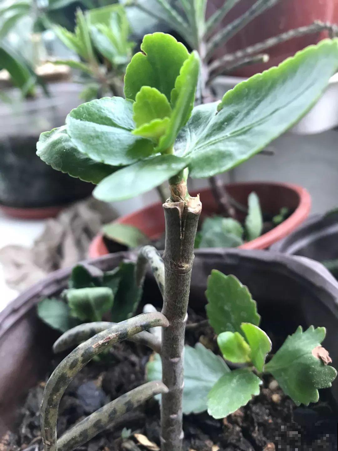 除了蟹爪兰，这花也能嫁接，开花的时候太美了！