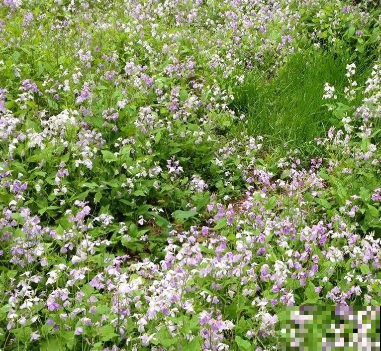 养这花才省心，掉片叶子下来，砖缝里也能长！