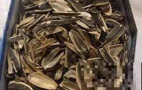 在家闲着没事磕了一堆瓜子皮，不要扔，养花正是好材料！