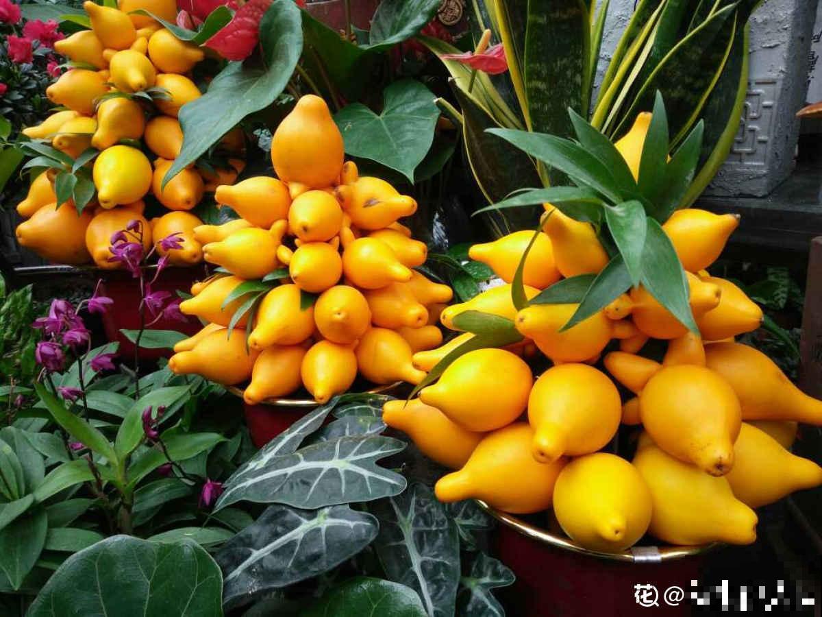 花市买花要会“挑”，挑对了开花一大片，整个春天有花看！