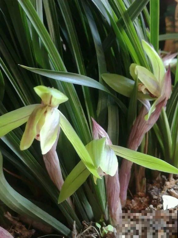 1棵长寿花，冒出124个花箭，开花开成大锅盖，咋养的？