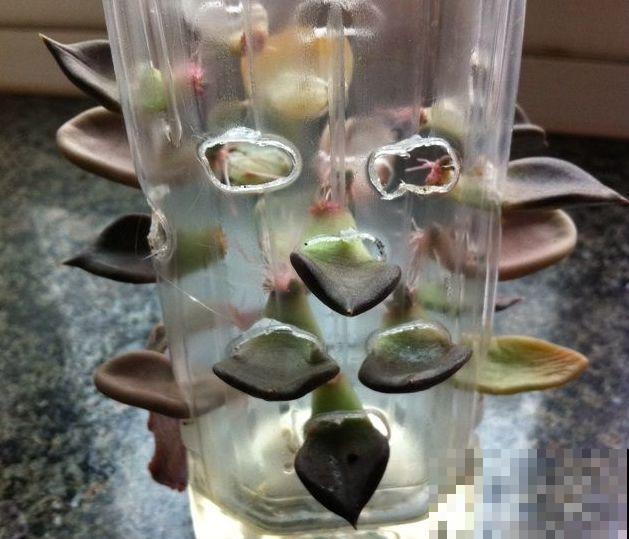 春天扦插，就教你一招不用花盆，一个比一个长得好！