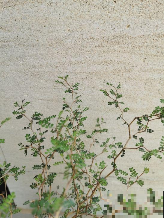 这三种花叶子像油画，看起来特精致，养在家里添气质
