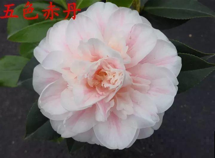冬天必养的花，竟然有30个品种，最稀罕的是这个颜色！