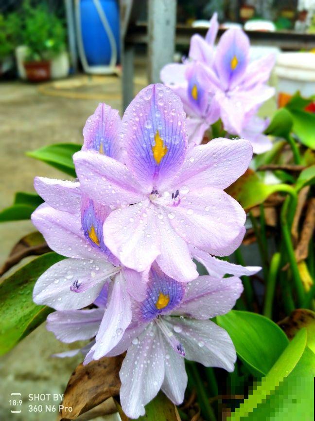 这花是个大水桶，一天一瓢水，叶子又肥又壮