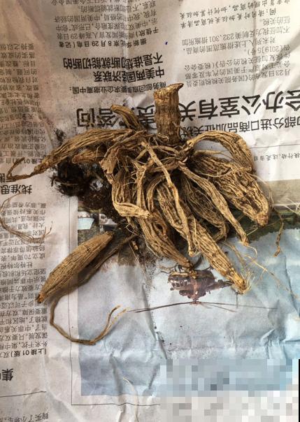 你家球根植物只能开一次？原来是这原因，这么做明年还能开！