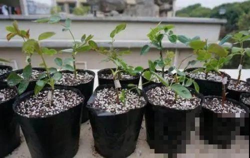 春天扦插，就教你一招不用花盆，一个比一个长得好！