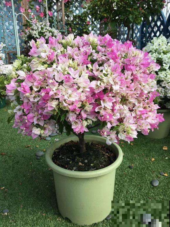 1棵长寿花，冒出124个花箭，开花开成大锅盖，咋养的？