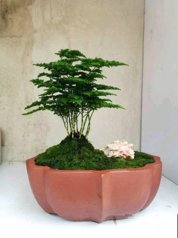 这花就用小盆养，盆越小越开花，比大盆更值钱！