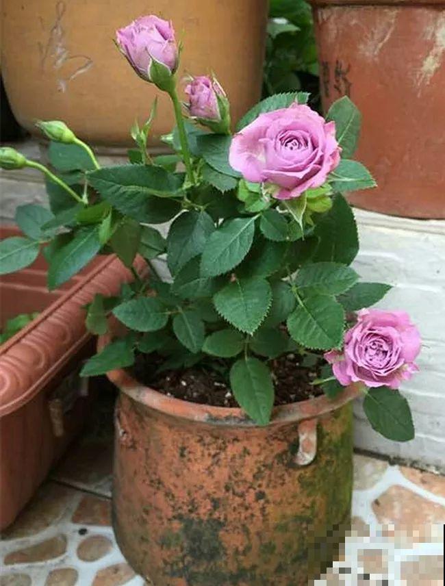 这么漂亮的花，从来没养活过，说多了都是泪！