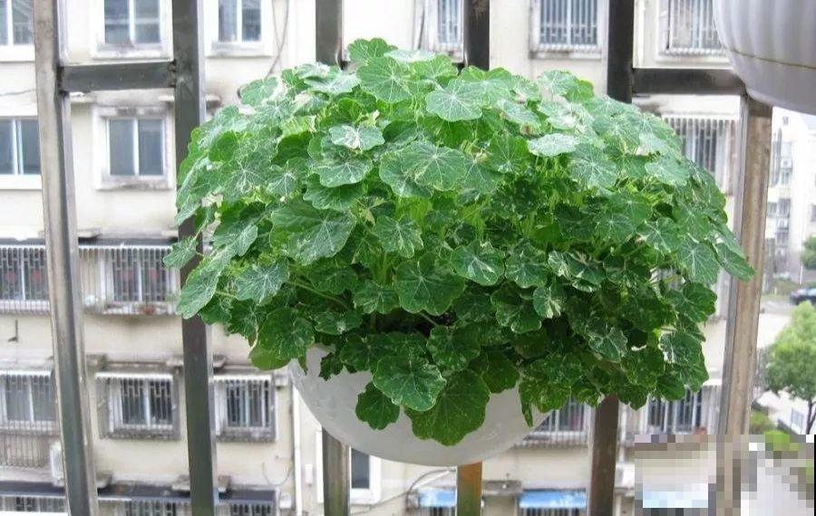 干净明亮的小窗台，适合养这花，谁见都夸漂亮！