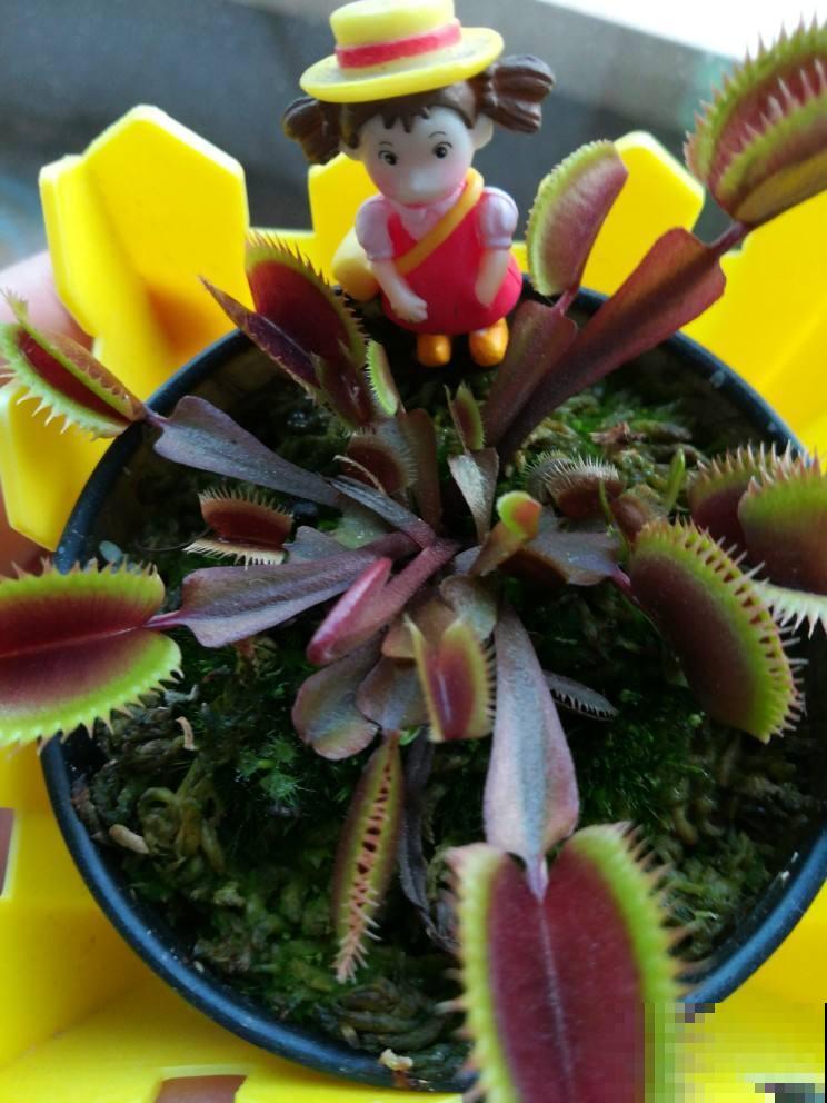别看这花长得怪，吃虫灭蚊最拿手，屋里小飞虫全被消灭