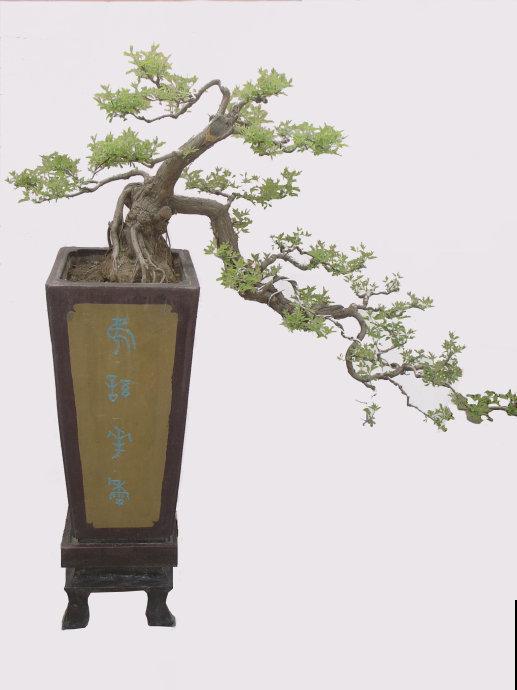 乡下路边都有的树桩，挖出来做盆景，能变成高价艺术品！