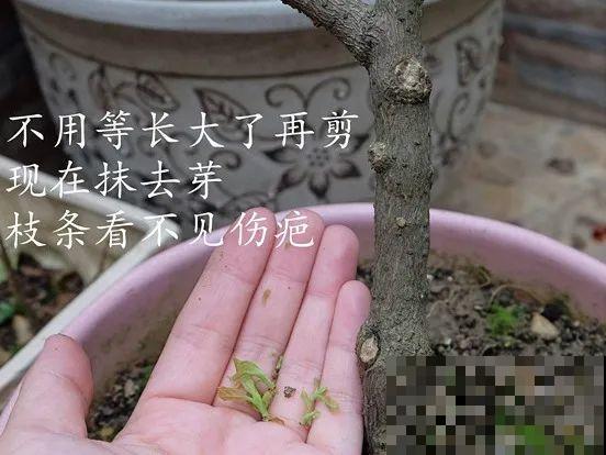 金枝玉叶不能长太高，越矮越值钱，一长高就砍！