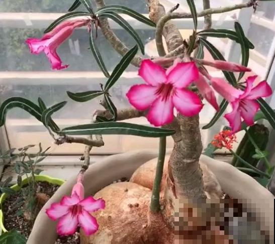 今日立春，家里有这些花，不要着急搬出去露养！
