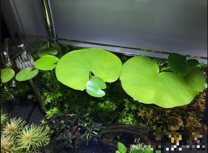 最好养、最弱智的植物，只长一片叶子，开花200天！
