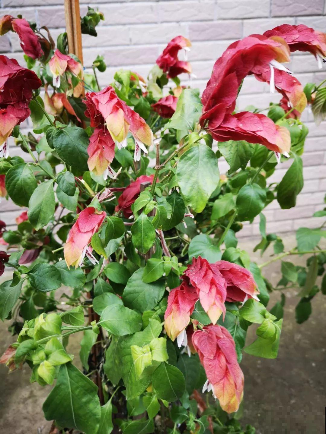 10种过年养的花，花市找不到，谁见了都稀罕！