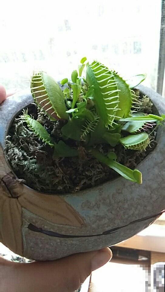 别看这花长得怪，吃虫灭蚊最拿手，屋里小飞虫全被消灭