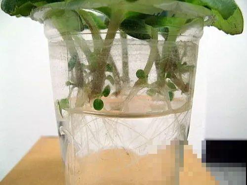 开完花的蟹爪兰，叶子摘一摘，放在梳子上遇水就生根！