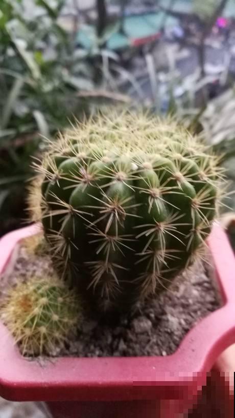 千万别给这花喷水，喷一点叶子就烂，最后只剩空喷盆