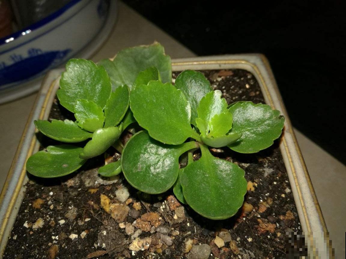 这花太好活，撸把叶子撒土里，3天生根，7天长芽