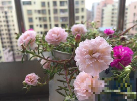 有一个超级喜欢养花的老婆，是种怎样的体验？