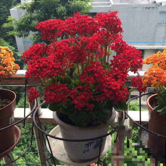 长寿花品种这么多，你只认识一种，太可惜！