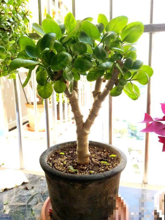 养了3年的长寿花，长成一棵大树，开花上百朵！