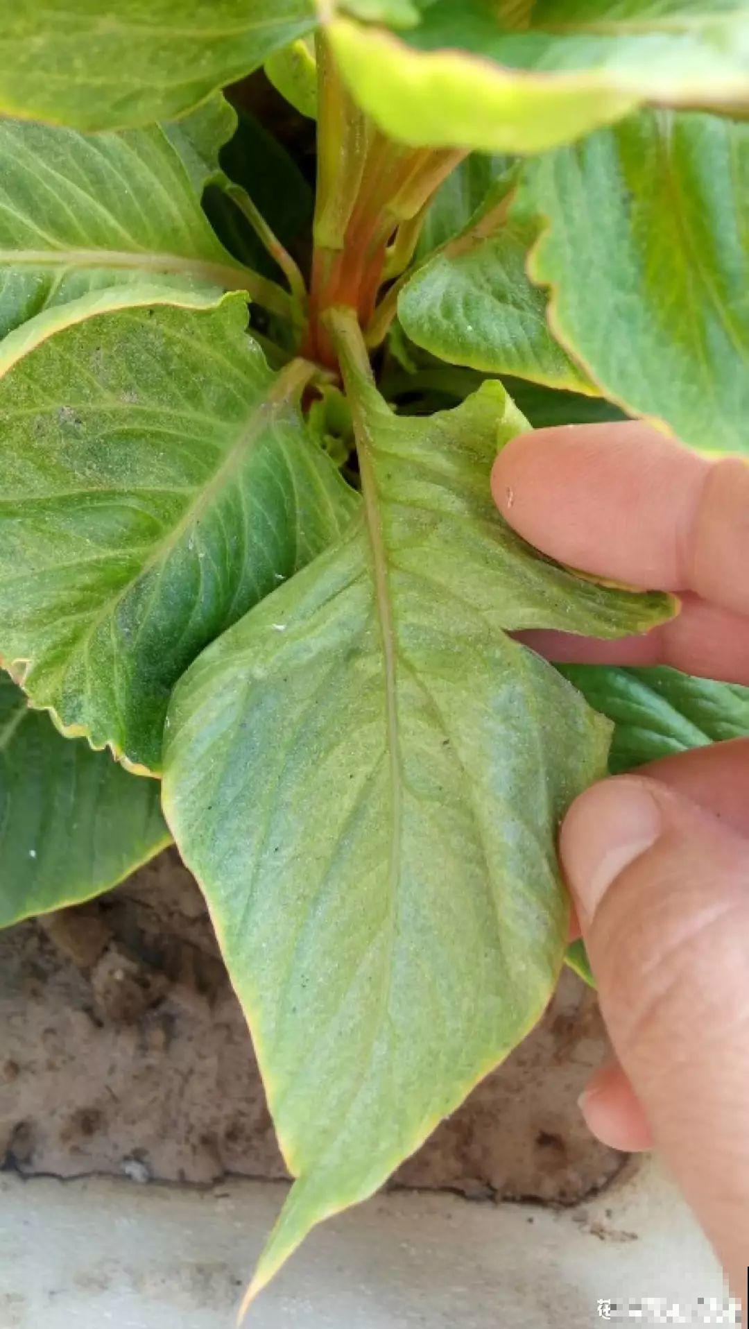 小心点，给花浇上84消毒液，直接活不过3天！