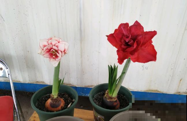 花后不能乱剪的植物，施点肥水，来年一盆变多盆！
