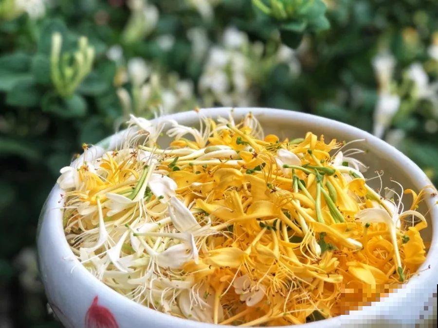 这花比茉莉还香，现在养夏天就能开，还省了一笔茶叶钱！